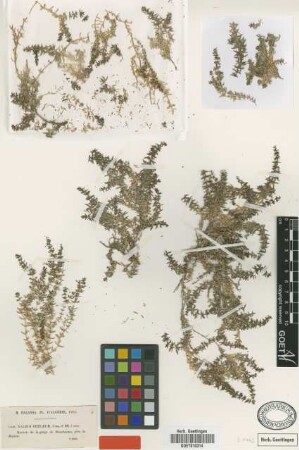 Galium petraeum Coss. & Durieu ex Batt. [type]