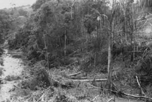 Gerodeter Urwald : Blick auf eine Gerodete Dschungellandschaft