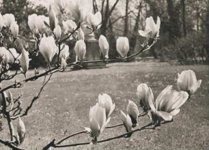 Potsdam. Park Sanssouci. Frühling. Blühender Magnolienstrauch