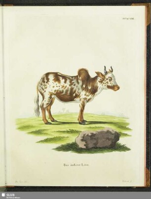 Bos indicus Linn