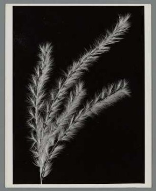Gras, Ähren