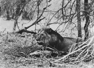 Löwe : Ein Löwe liegt im Unterholz