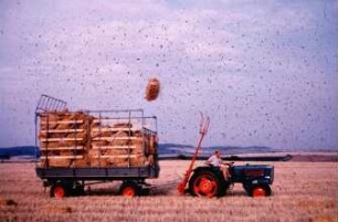 Fotografie: Erntetechnik, Zweiachsanhänger, Ballenkette, Ballenwurfgabel, Strohbergung
