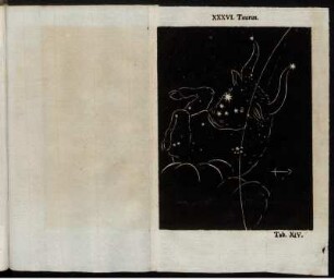 XXXVI. Taurus.