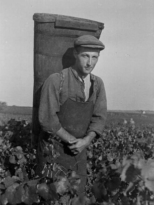 Rheinpfalz. Weinernte. Der Büttenträger schafft die geernteten Trauben zur Sammelstelle