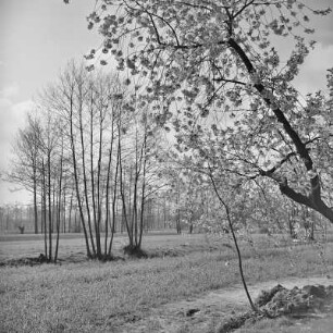 Landschaftsbild. Frühling im Spreewald. Blühende Wiesen. : Wobraz krajiny. Nalěćo w Błótach. Kćějate łuki.