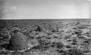 Steppe : Die Buschsteppe mit zwei Lehmhütten südlich von Kimberley. Im Hintergrund erhebt sich ein Berg