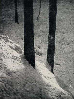 Schnee im Wald