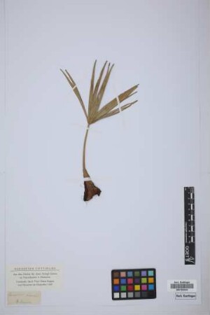 Chamaerops sinensis