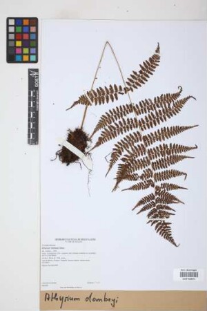 Athyrium dombeyi Desv.
