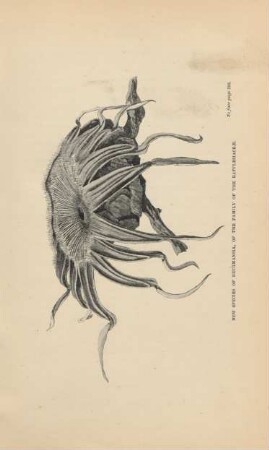 New species of brugmansia, of the family of the rafflesiaceae