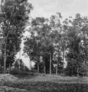 Bäume : Eukalyptus- und Ebenholzgewächs