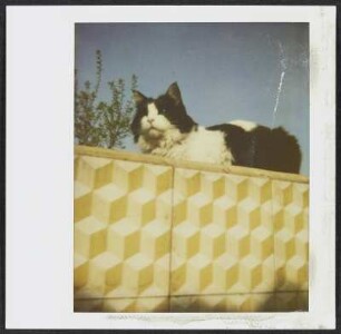 Siebecks Katze Frau Hoffmann in Puy-Saint-Martin