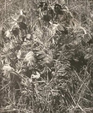 Wiesen-Kuhschelle (Pulsatilla pratensis), auch Wiesen-Küchenschelle und Schwarz-Küchenschelle. Wachtelberg südlich Wurzen