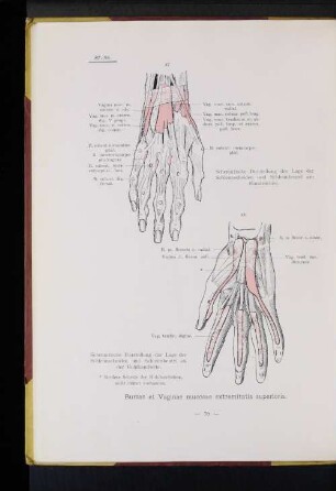 Bursae et Vaginae mucosae extremitatis superioris.