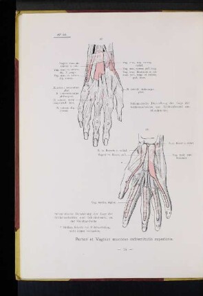 Bursae et Vaginae mucosae extremitatis superioris.