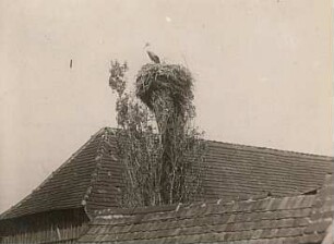 Weißstorch (Ciconia ciconia L.) auf dem Nest (auf geköpfter Pappel)