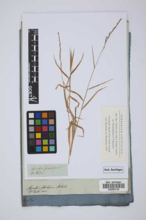 Agrostis sobolifera Muehlenb.