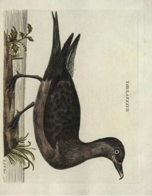 Tabvla XXXVII.