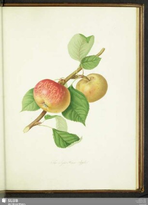 The Syke House Apple