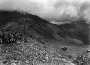 Grasfluren : Berglandschaft mit Vegetation