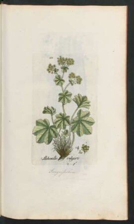 271. Alchemilla vulgaris