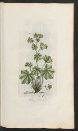271. Alchemilla vulgaris