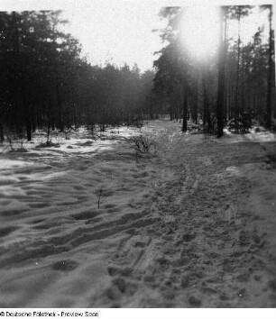 Wald mit Spuren im Schnee