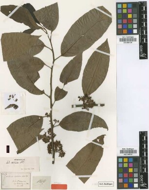 Ardisia disticha A.DC.