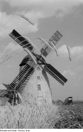 Blick auf eine Windmühle mit Ähren im Vordergrund