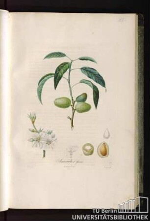 Pl. I. Amandier franc.