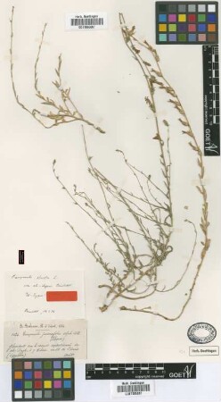Campanula jasionefolia A.DC.