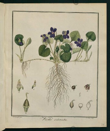 31r, Viola odorata
