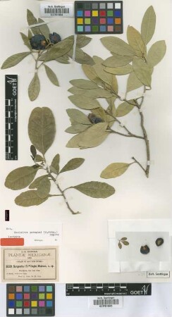 Sargentia pringlei S.Watson [isotype]