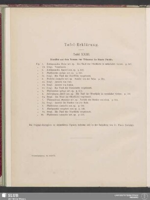 Tafel-Erklärung: Tafel XXIII
