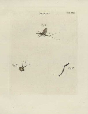 Tab. LXII.
