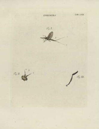 Tab. LXII.