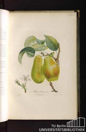 Pl. LXXXV. Poire de Tonneau.