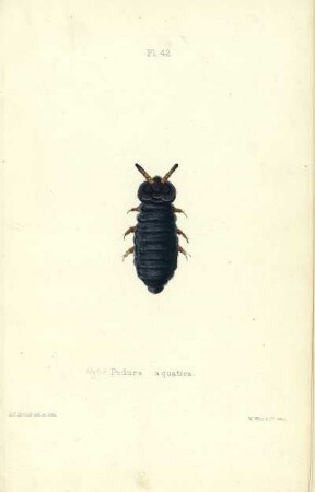 Plate XLII. Podura aquatica.