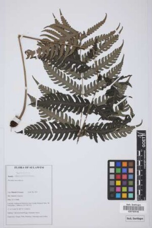 Pteridrys microthecia (F&eacute;e) C. Chr. & Ching