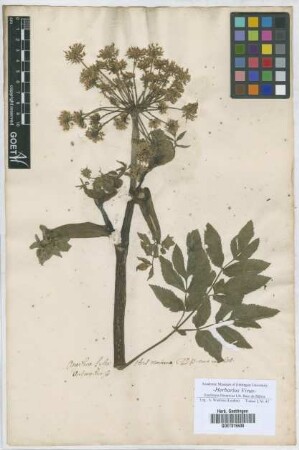 Angelica