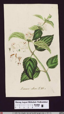 Lamium album (Weiße Taubnessel)mit Blättern, Frucht, Fruchtknoten, Staubgefäßen, Stempel und Blüte im Detail.