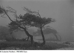 Darß. Weststrand. Windflüchter
