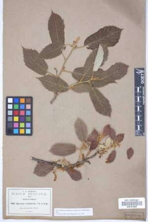 Quercus calophylla Schltdl. & Cham.
