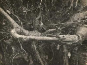 Wasserfledermaus (Myotis daubentonii KUHL.), eben angeflogen, zirpend