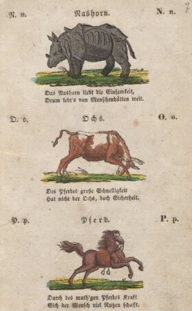 Nashorn. Ochs. Pferd.