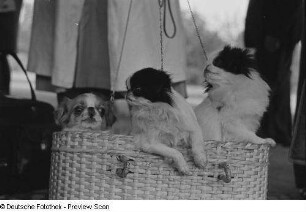 Hunde in einem Korb