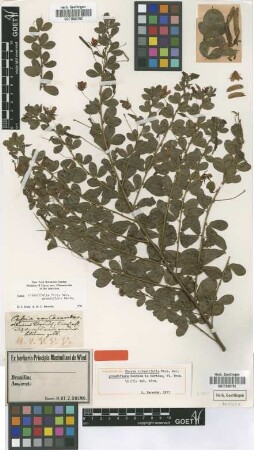 Cassia rotundifolia Pers. var. Benth. grandiflora[paratype]