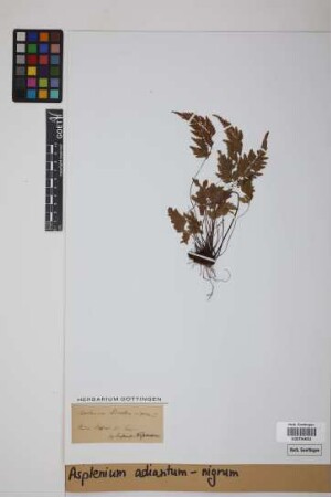 Asplenium adiantum-nigrum L.