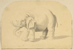 Elefant von der Seite, mit Stoßzähnen